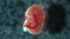 First fetus-to-fetus transplant demonstrated in rats
