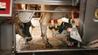 Bird flu virus has been spreading in US cows for months, RNA reveals