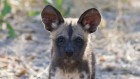 African wild dogs with pleading eyes sparks rethink of dog evolution