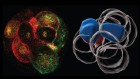 Human embryos embrace asymmetry to form the body