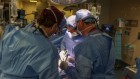 Pig-organ transplants: what three human recipients have taught scientists