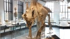 Why museums should repatriate fossils