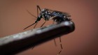 What drives mosquitoes’ bloodlust? Their hormones