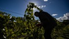 Wine grapes’ sweetness reveals Europe’s climate history