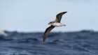 Storm-chasing seabirds served supper by cyclones