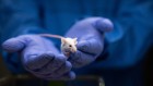 Mice live longer when inflammation-boosting protein is blocked