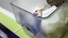 Animal research is not always king: researchers should explore the alternatives