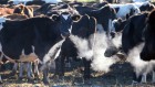Can H5N1 spread through cow sneezes? Experiment offers clues