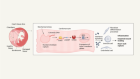 The heart is put at risk of rupture by cells bordering damaged tissue