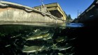 ‘Ocean ranching’ has led to a pink-salmon boom — but there might be a catch