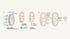 Inner membrane turns inside out to exit mitochondrial organelles