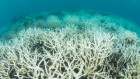 Great Barrier Reef’s temperature soars to 400-year high