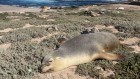 Camera-carrying sea lions map uncharted areas of the ocean