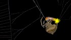 These decoy ‘female’ fireflies lure males to their doom in a spider’s embrace