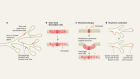 Breast cancer blocked by multiple natural lines of defence