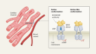 Long-lasting heart-failure treatment could be a game-changer