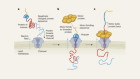 Thread, read, rewind, repeat: towards using nanopores for protein sequencing