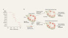 Menopause age shaped by genes that influence mutation risk