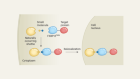 Small molecules help misplaced proteins hitchhike around cells