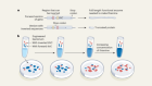 Jekyll and Hyde flip of the script when bacteria invert gene sequences