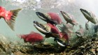 Salmon’s moveable feast of nutrients with a side order of contaminants