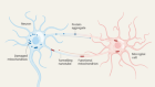 Cell-to-cell tunnels rescue neurons from degeneration