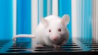 Transparent mice made with light-absorbing dye reveal organs at work