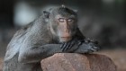 The brain aged more slowly in monkeys given a cheap diabetes drug