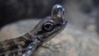 This ‘scuba diving’ lizard has a self-made air supply