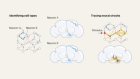 A complete wiring diagram of the fruit-fly brain