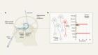 Olfactory neurons selectively respond to related visual and verbal cues