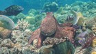 Octopuses and fish caught on camera hunting as a team