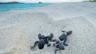 Baby sea turtles ‘swim’ up from buried nests to the open air