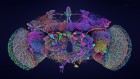 Largest brain map ever reveals fruit fly’s neurons in exquisite detail