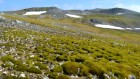 Believe it or not, this lush landscape is Antarctica