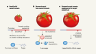 Tomato engineering hits the sweet spot to make big sugar-rich fruit