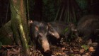 Moonstruck: tropical mammals take their cues from lunar cycles