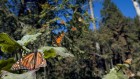 Mexican forest ‘relocated’ in attempt to save iconic monarch butterflies