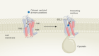 Engineered receptors show how humans tell countless odour molecules apart