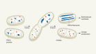 Division of labour: mitochondria split to meet energy demands