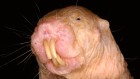 Naked mole rats vanquish genetic ghosts — and achieve long life
