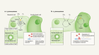 Evolutionary innovation hints at ways to engineer efficient photosynthesis in crops