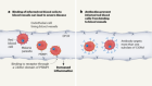 Human antibodies offer broad inhibition against variable proteins of the malaria parasite