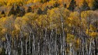 The world’s oldest tree? Genetic analysis traces evolution of iconic Pando forest