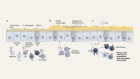 A gut fungus protects mice against parasitic worms but increases allergies