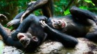 Chimps tickle and wrestle in play to pave the way for teamwork