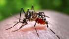 This malaria vaccine is delivered by a mosquito bite