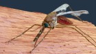 This malaria vaccine is delivered by a mosquito bite