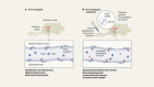 Lipid-delivery system could treat life-threatening pregnancy complication