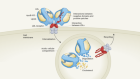 The structure of bad cholesterol comes into focus